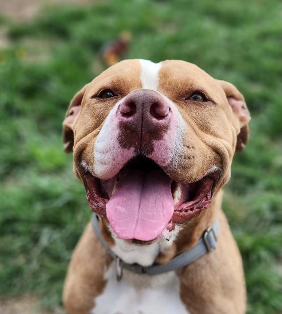 Enlarge Bulbasaur, a Adoptable Pit Bull Terrier in Marion, OH image 1/3
