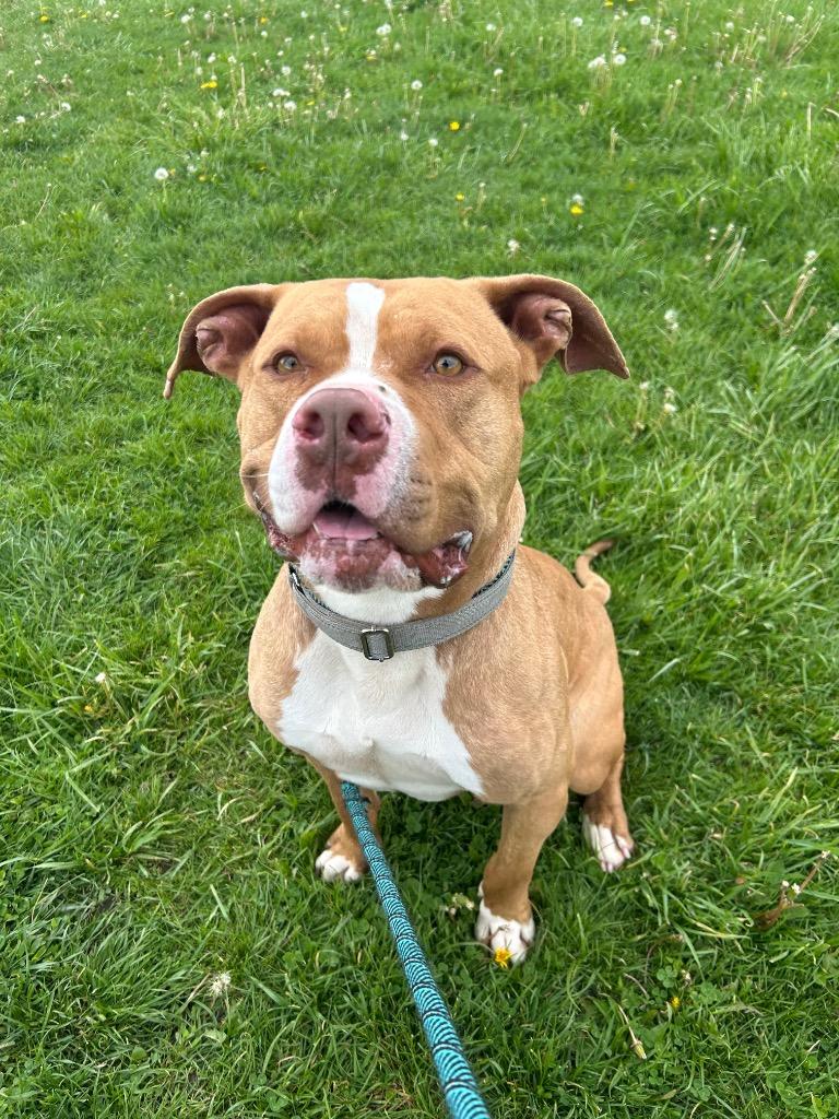 Enlarge Bulbasaur, a Adoptable Pit Bull Terrier in Marion, OH image 2/3