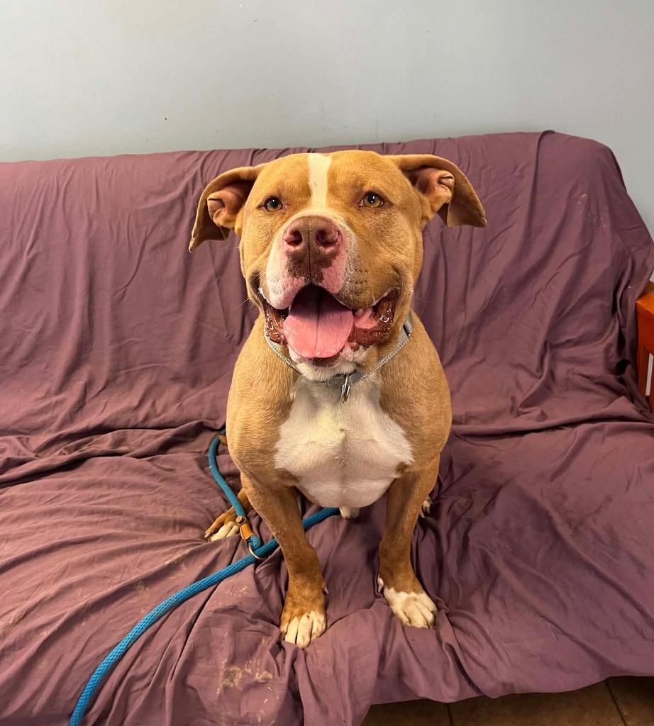 Enlarge Bulbasaur, a Adoptable Pit Bull Terrier in Marion, OH image 2/3