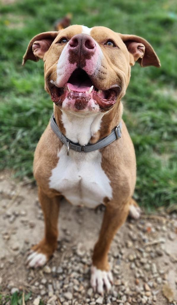 Enlarge Bulbasaur, a Adoptable Pit Bull Terrier in Marion, OH image 3/3