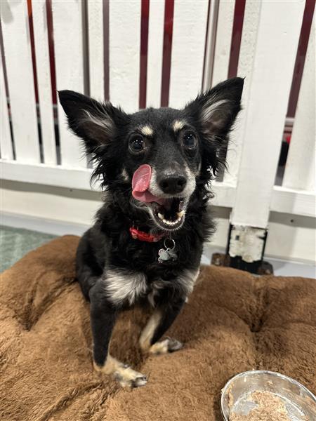 Enlarge Yvie, an adoptable mixed breed in Seattle, WA image 1/6