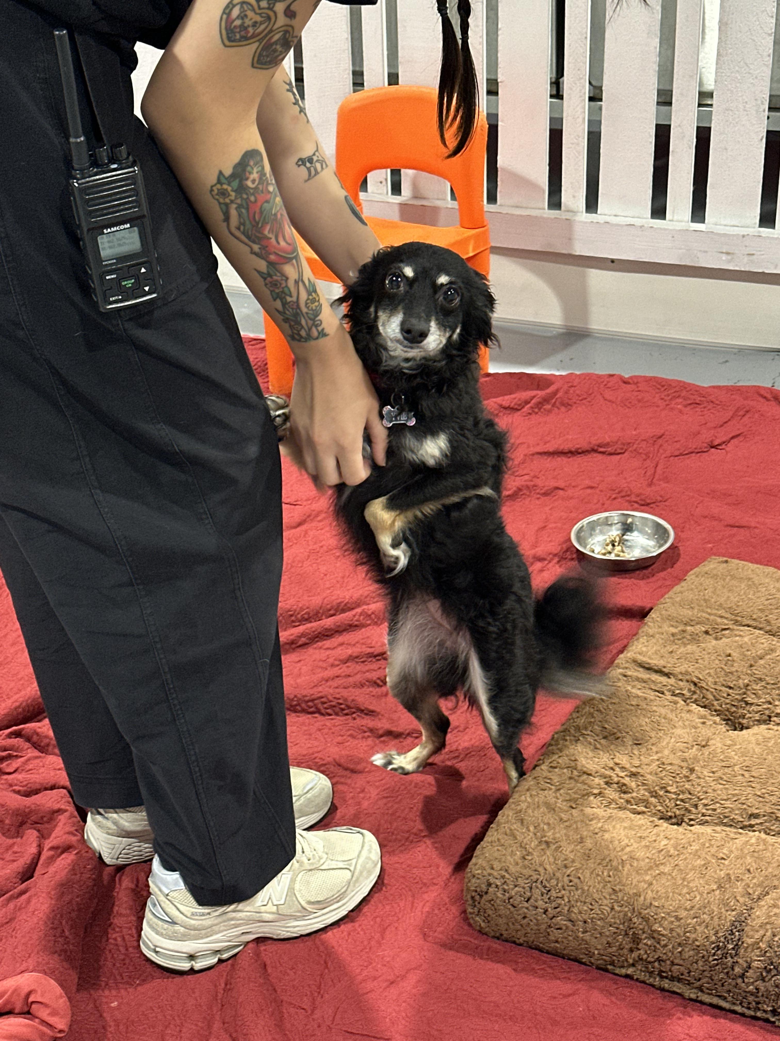 Enlarge Yvie, an adoptable mixed breed in Seattle, WA image 2/6