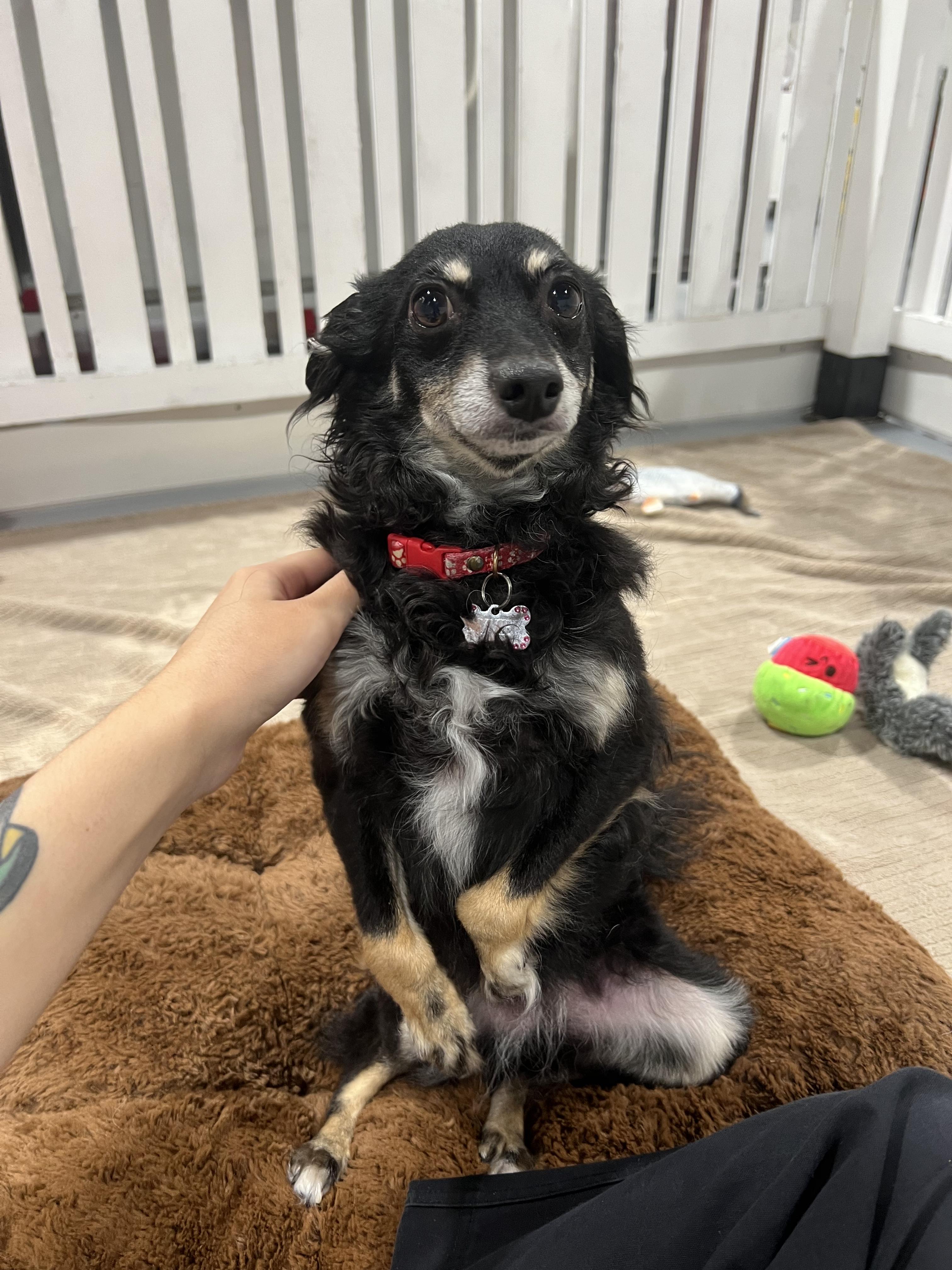 Enlarge Yvie, an adoptable mixed breed in Seattle, WA image 3/6