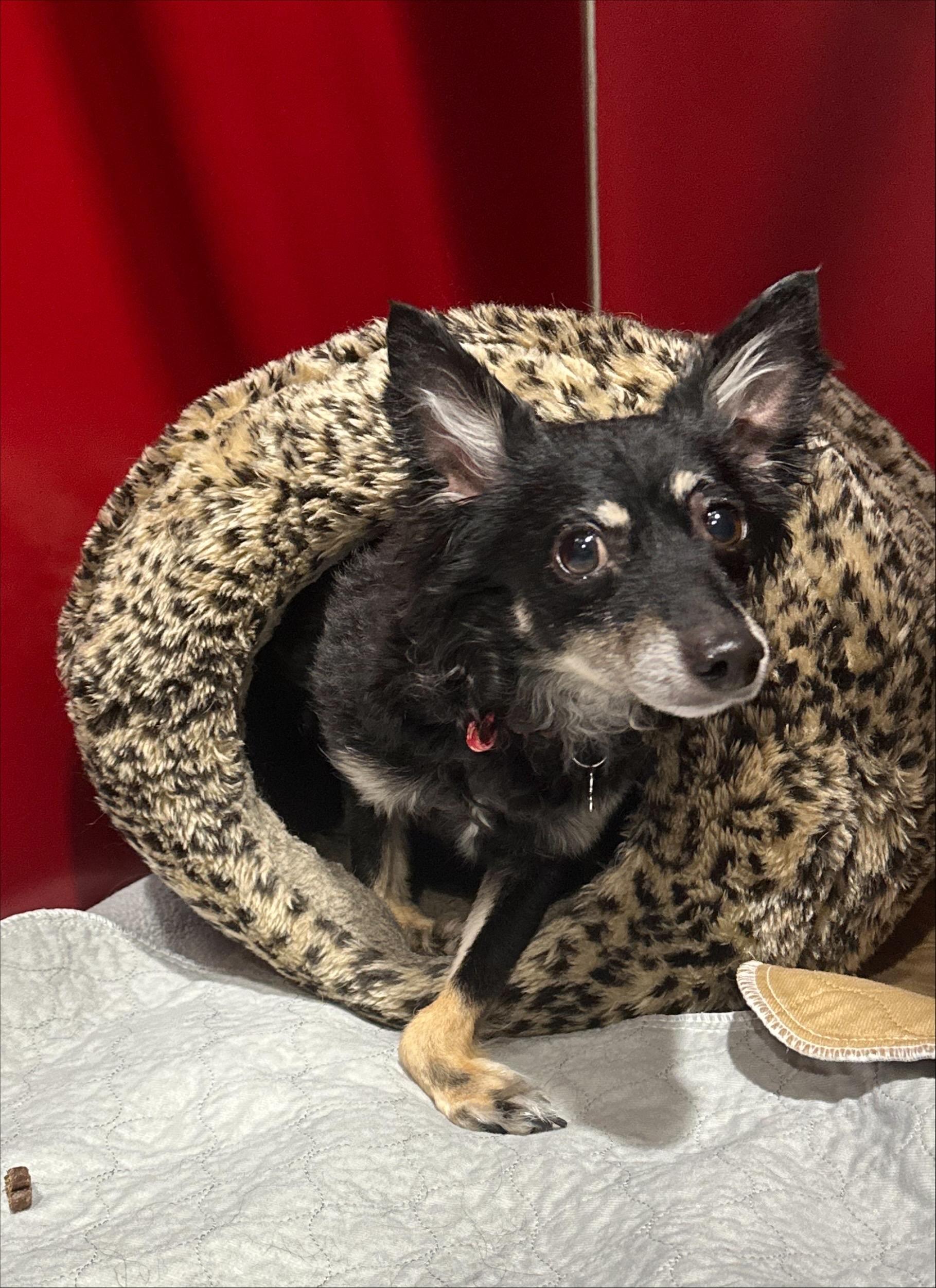 Enlarge Yvie, an adoptable mixed breed in Seattle, WA image 4/6