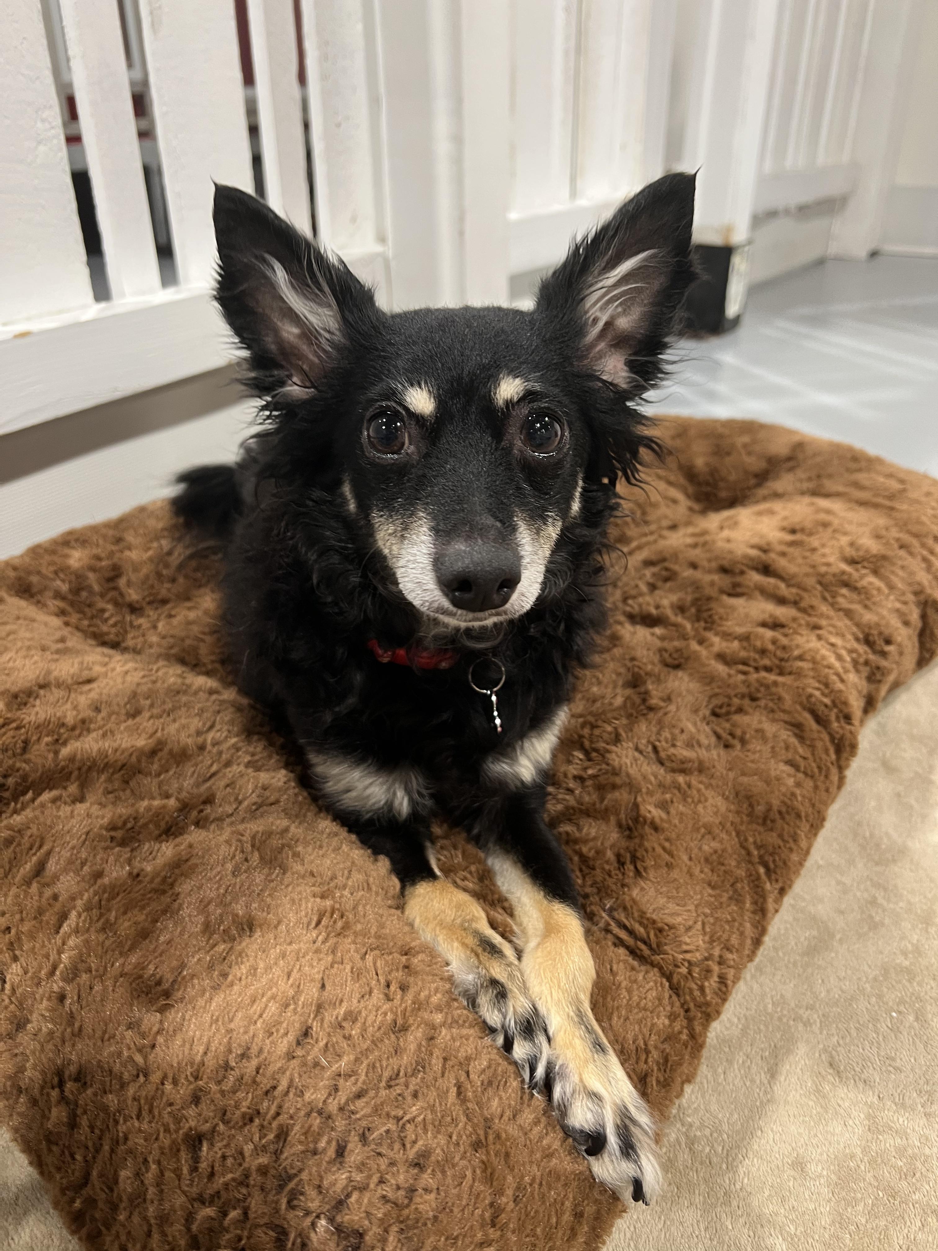 Enlarge Yvie, an adoptable mixed breed in Seattle, WA image 5/6