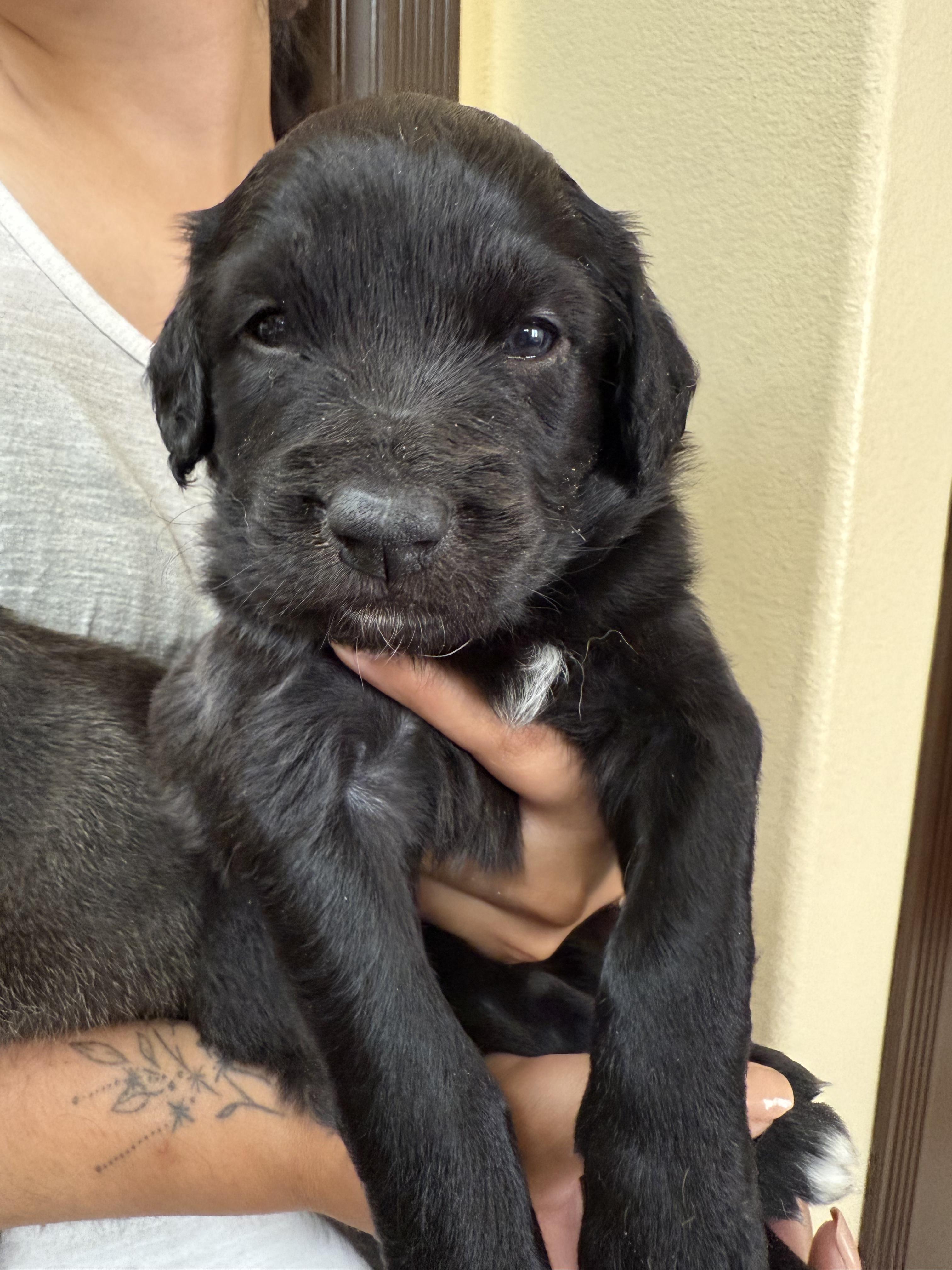 Owl, an adoptable Labradoodle, Cane Corso in El Paso, TX, 79912 | Photo Image 3