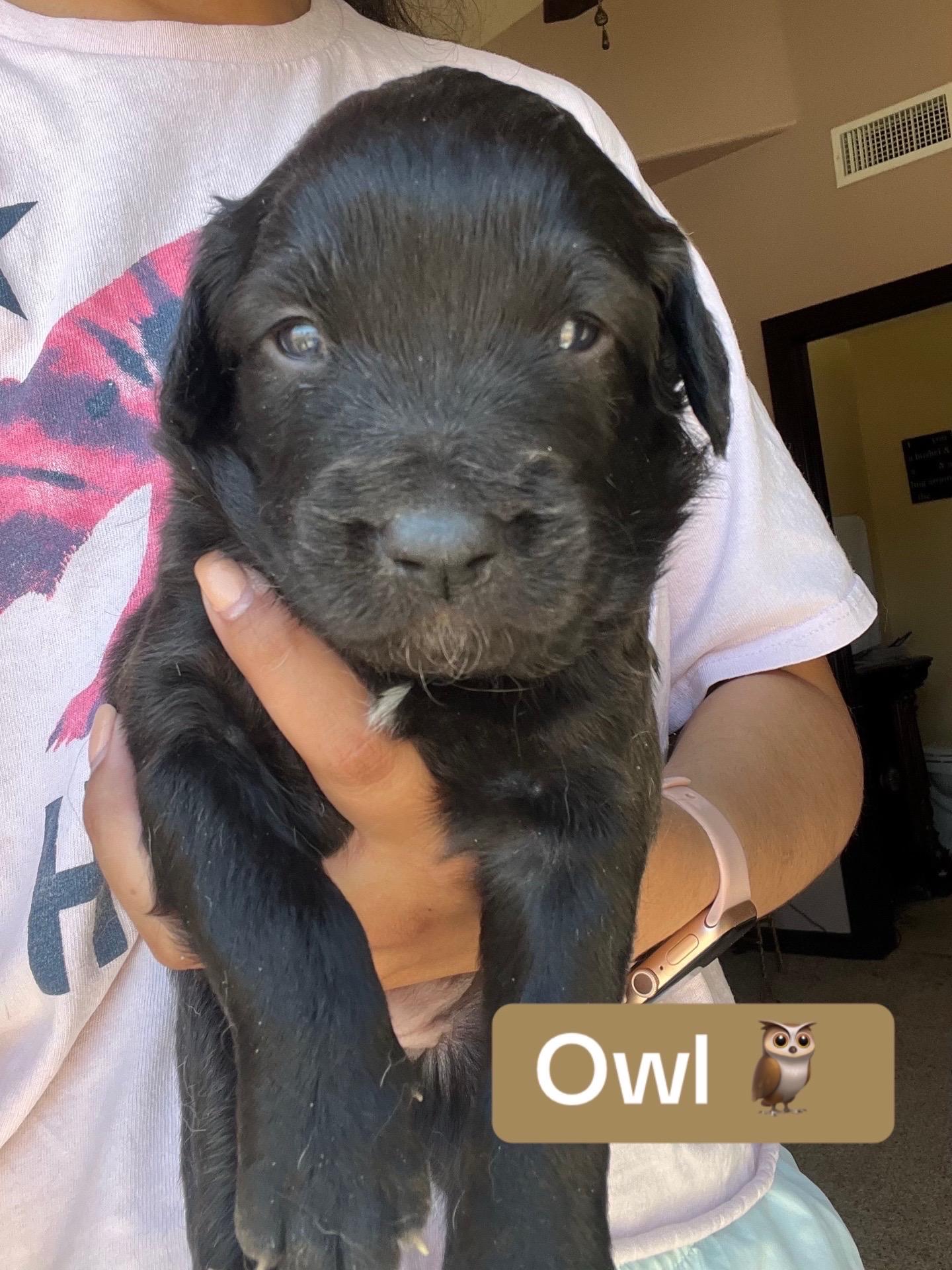 Owl, an adoptable Labradoodle, Cane Corso in El Paso, TX, 79912 | Photo Image 1