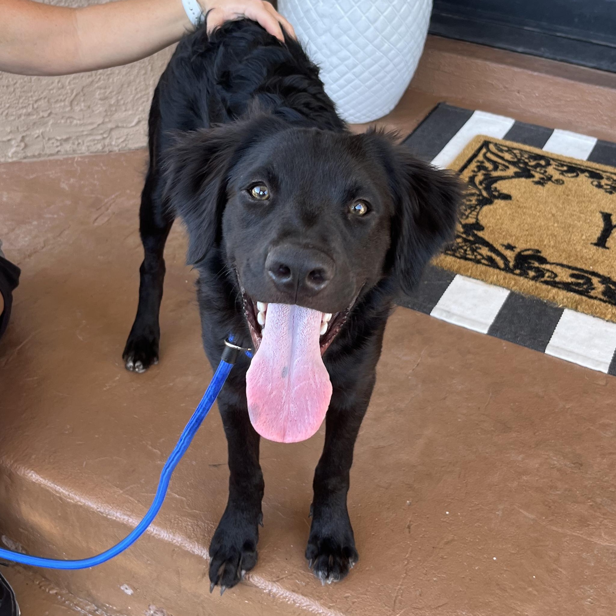 Owl, an adoptable Labradoodle in El Paso, TX, 79912 | Photo Image 1