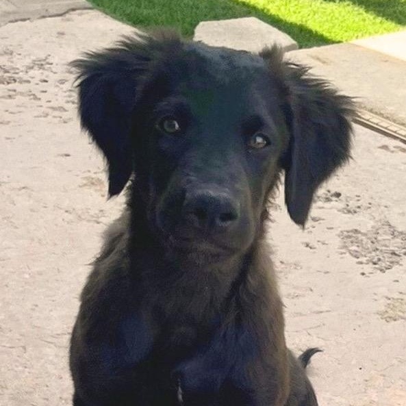 Owl, an adoptable Labradoodle in El Paso, TX, 79912 | Photo Image 2