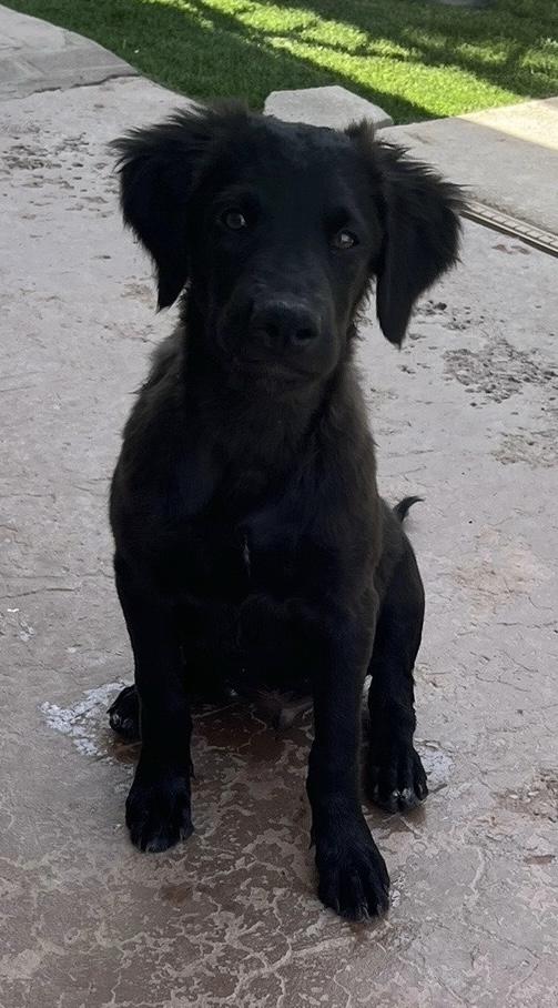 Owl, an adoptable Labradoodle, Cane Corso in El Paso, TX, 79912 | Photo Image 2
