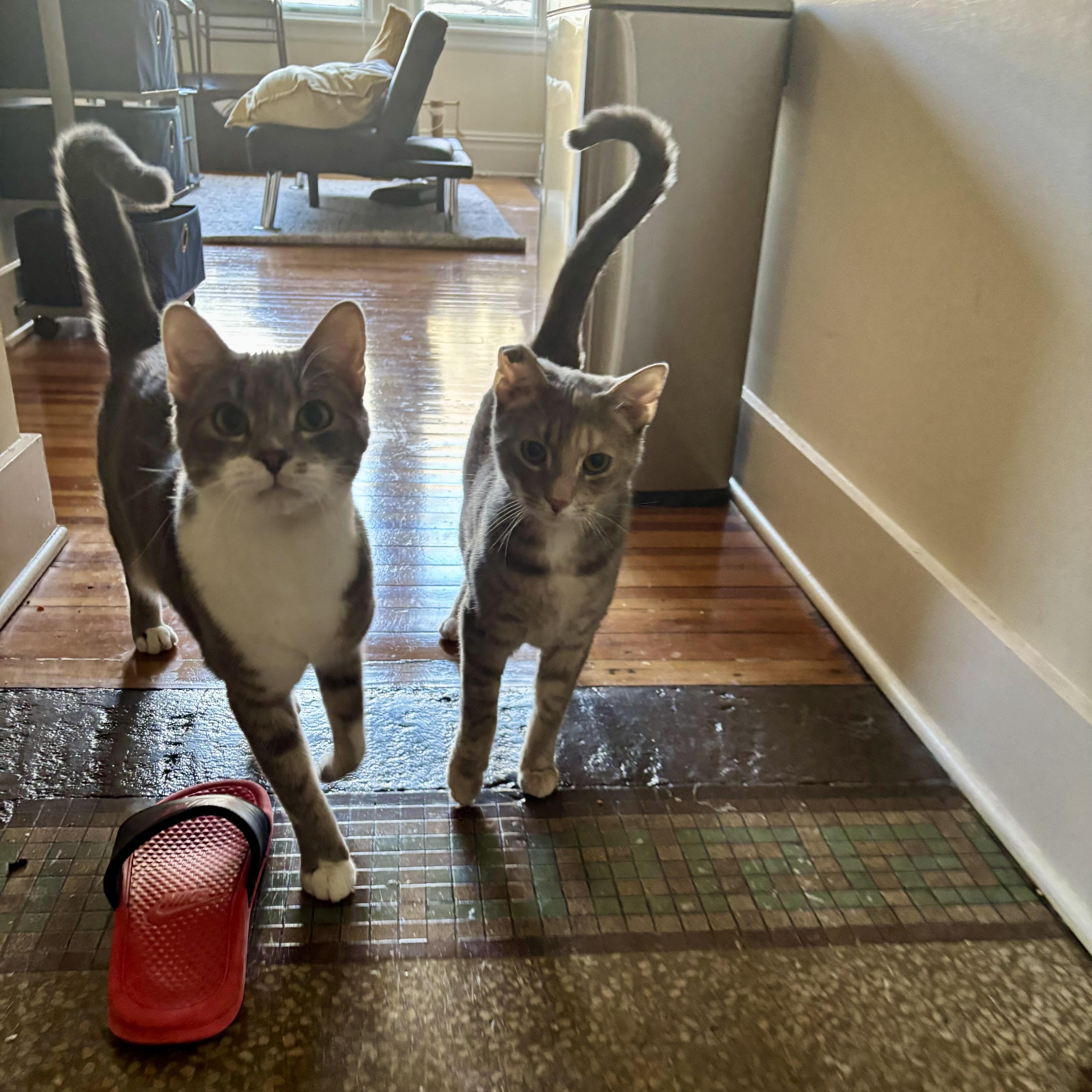 Enlarge Cloud Computing, an adoptable Domestic Short Hair in Richmond, VA image 6/6