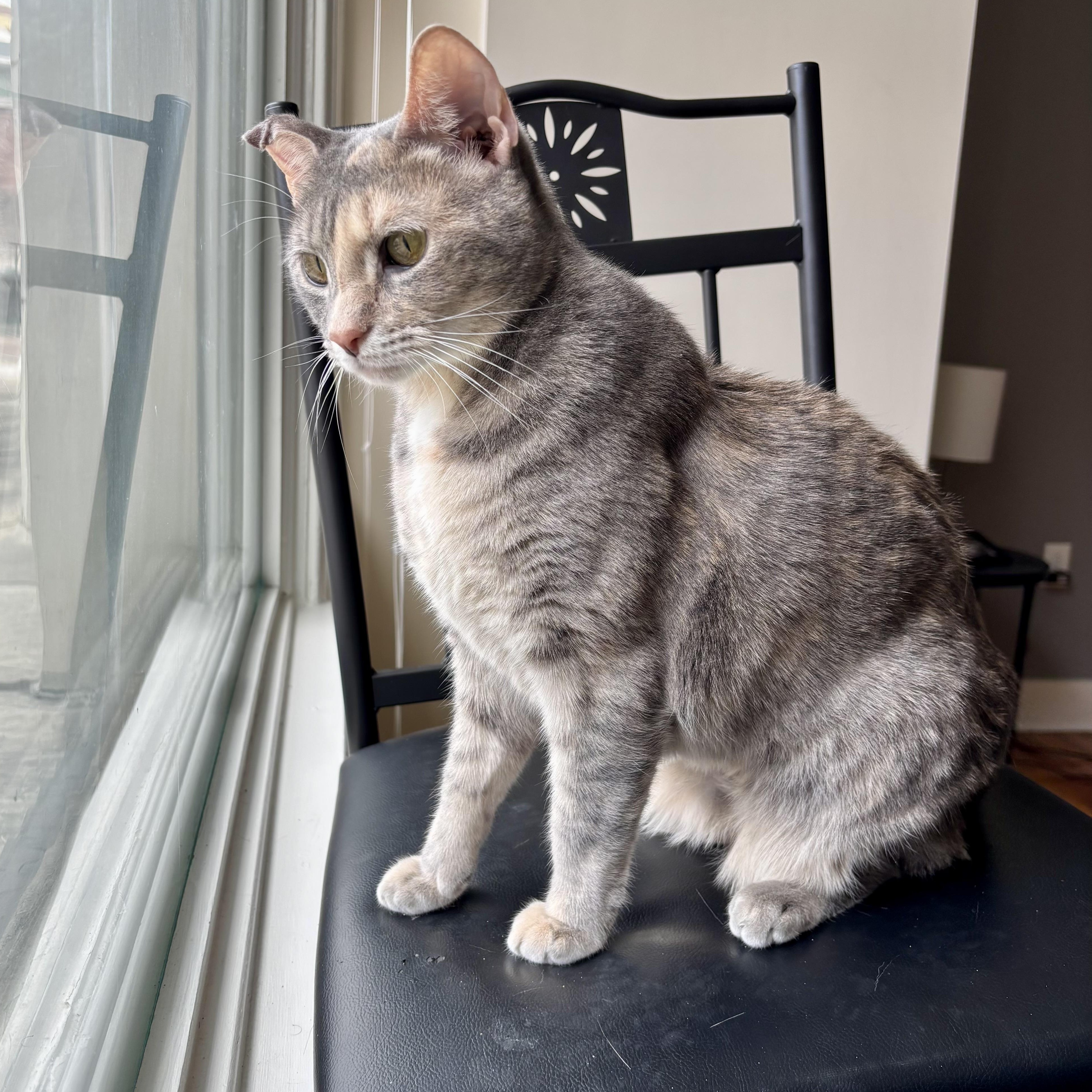 Enlarge Cloud Computing, an adoptable Domestic Short Hair in Richmond, VA image 2/6
