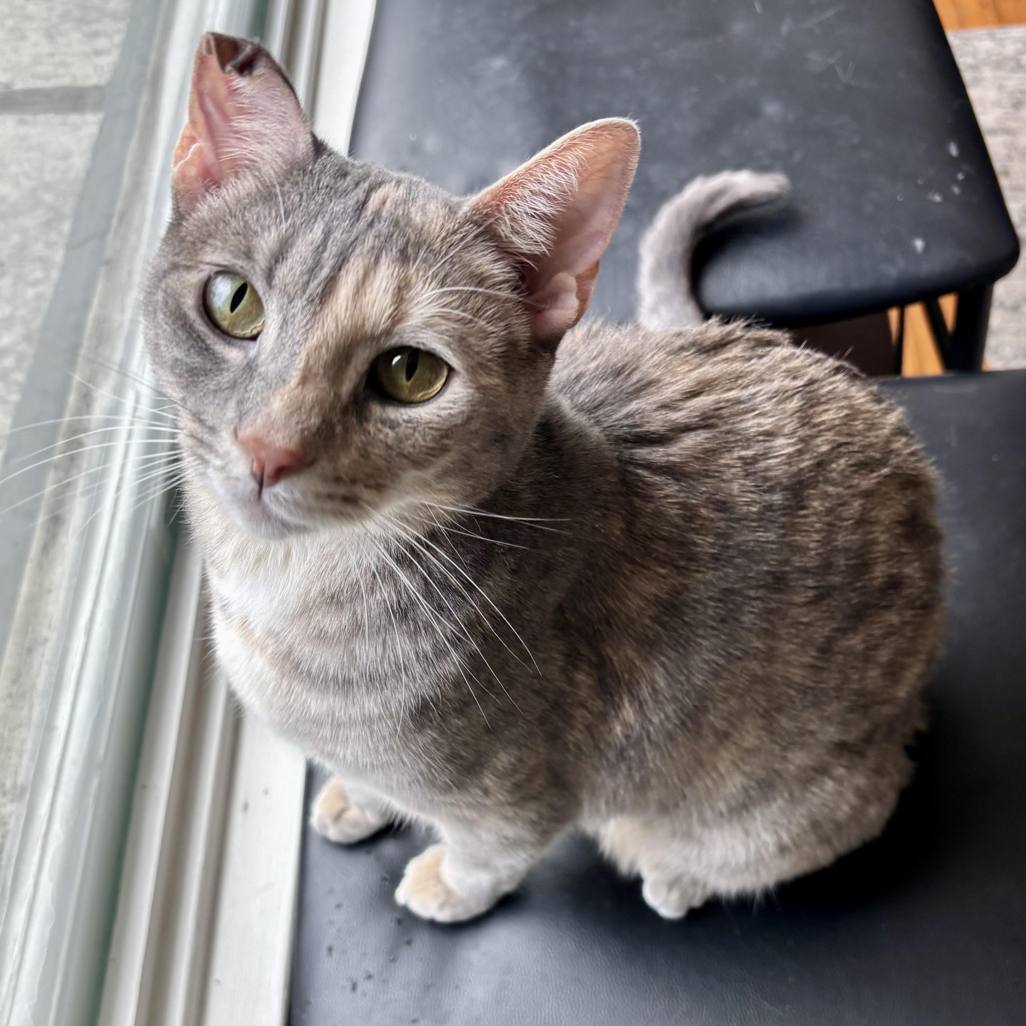 Enlarge Cloud Computing, an adoptable Domestic Short Hair in Richmond, VA image 1/6