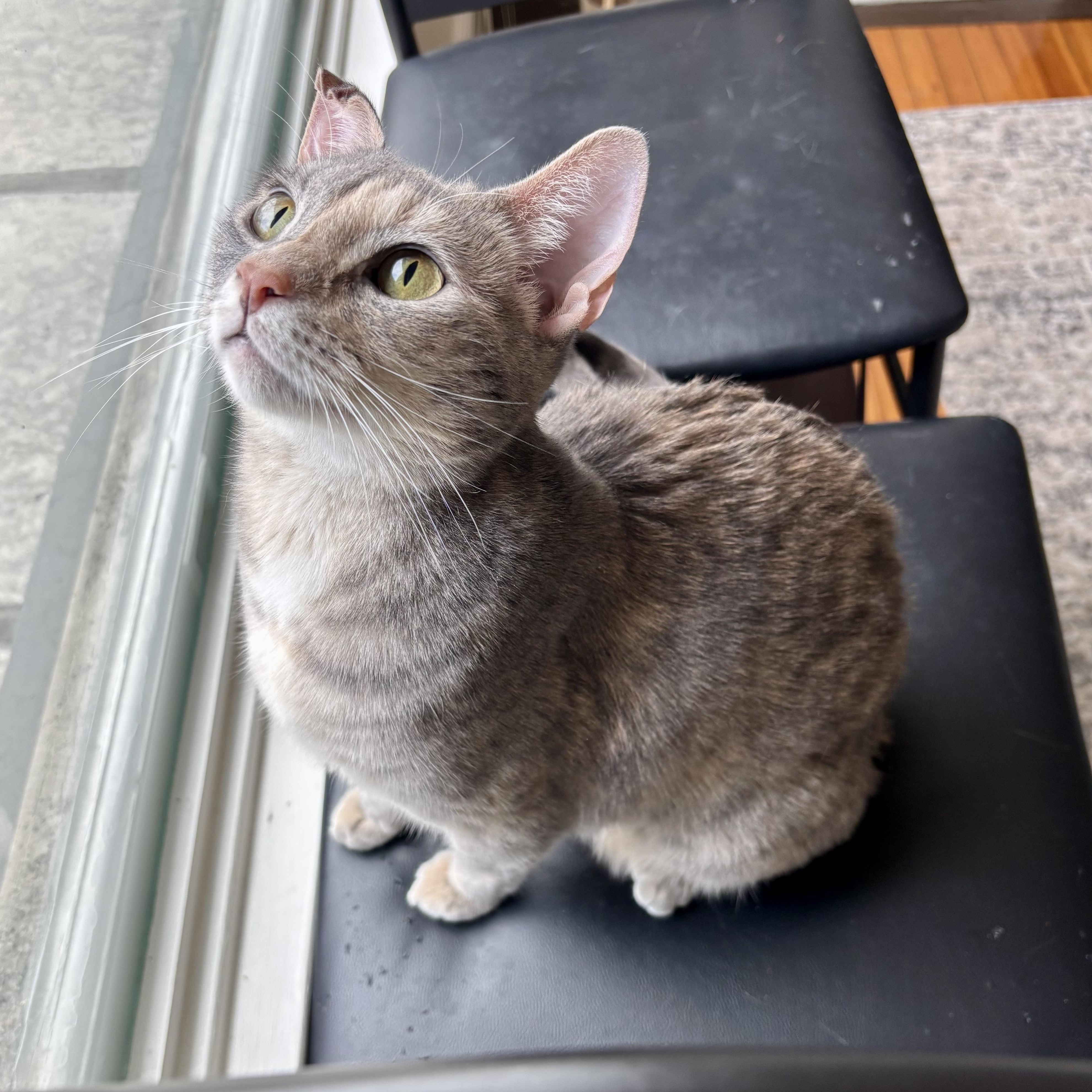 Enlarge Cloud Computing, an adoptable Domestic Short Hair in Richmond, VA image 3/6