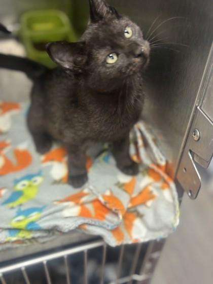 Enlarge Taloose, an adopted Domestic Medium Hair in Georgetown, SC image 1/1