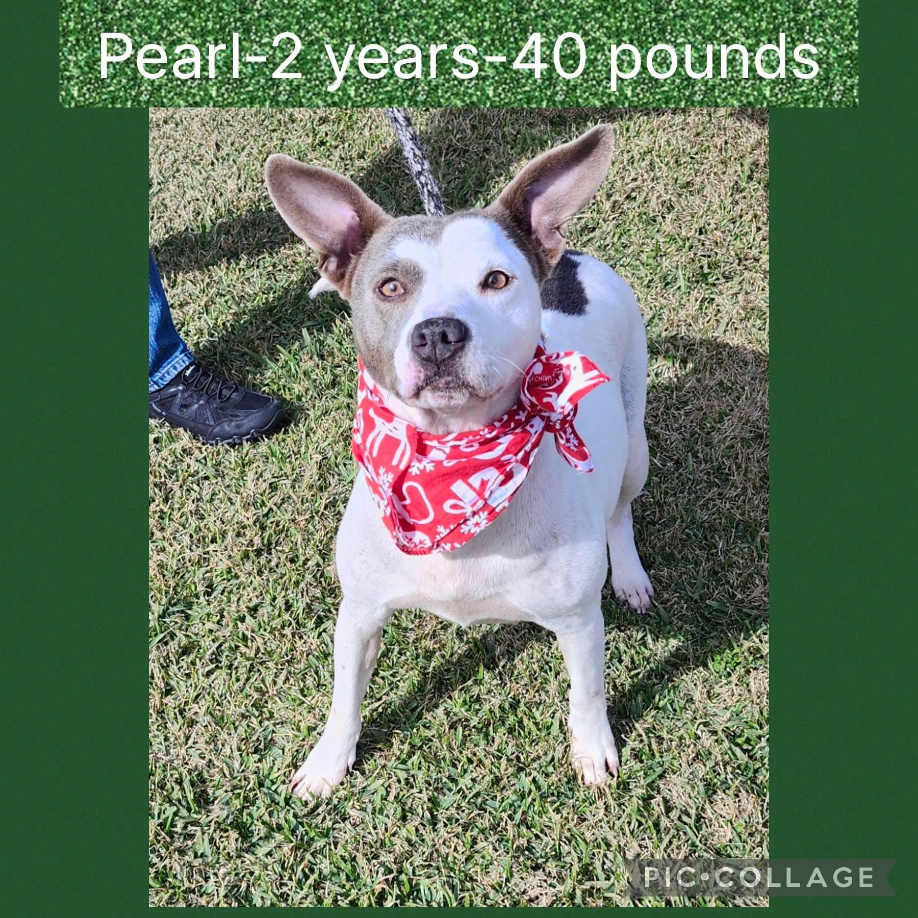 Enlarge Pearl, an adopted mixed breed in New Iberia, LA image 1/1