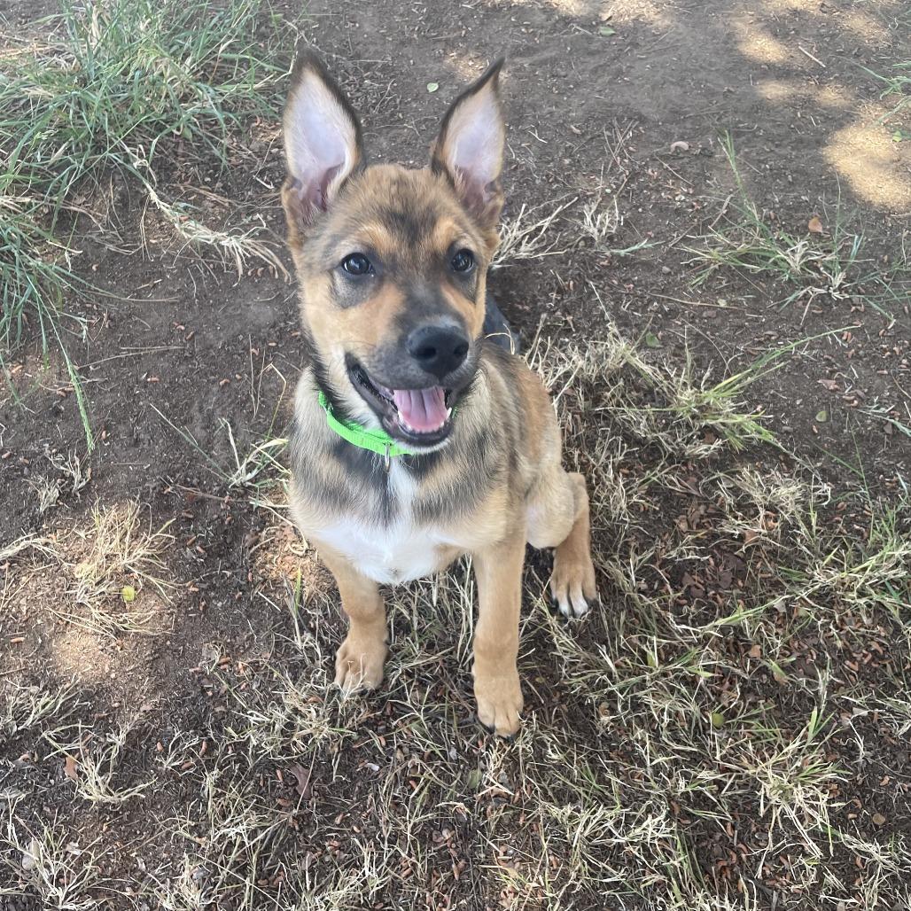 Enlarge Cody Lambert (90s sitcom litter), a Adoptable Shepherd in San Diego, CA image 1/5