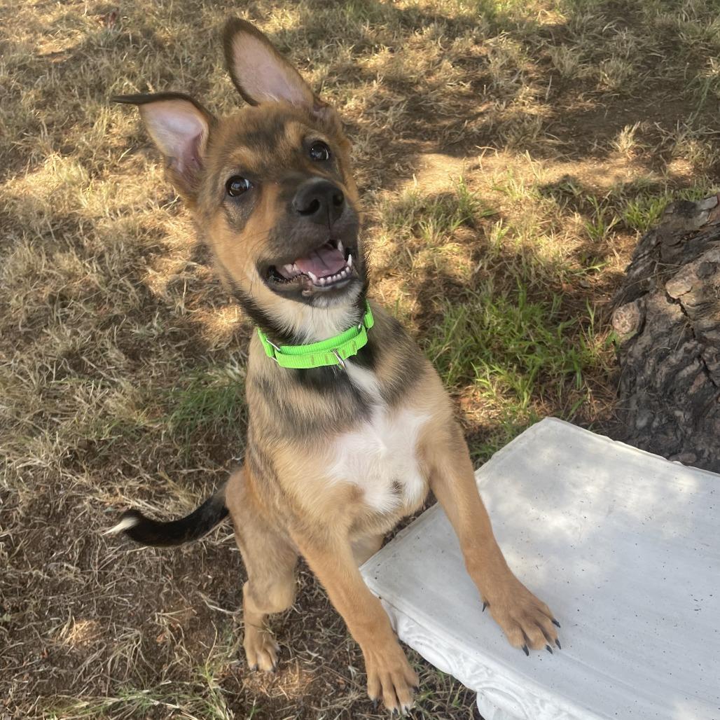 Enlarge Cody Lambert (90s sitcom litter), a Adoptable Shepherd in San Diego, CA image 2/5