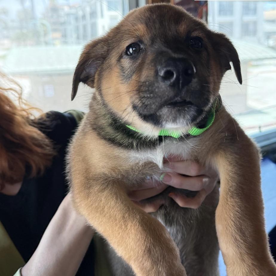 Cody Lambert (90s sitcom litter), Adoptable, Puppy Male Shepherd.