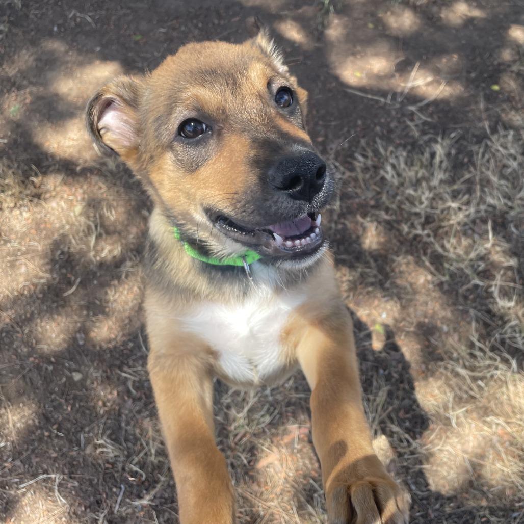 Enlarge Cody Lambert (90s sitcom litter), a Adoptable Shepherd in San Diego, CA image 4/5