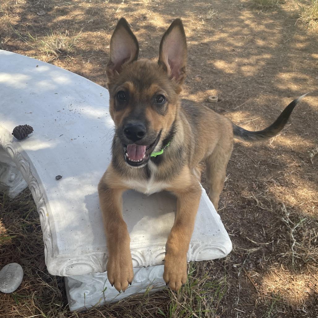 Enlarge Cody Lambert (90s sitcom litter), a Adoptable Shepherd in San Diego, CA image 5/5