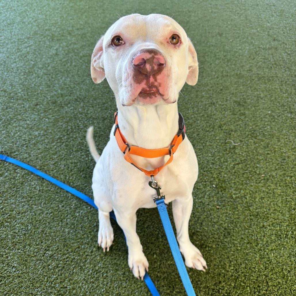 Enlarge Johan, a Adoptable Mixed Breed in West Palm Beach, FL image 1/6