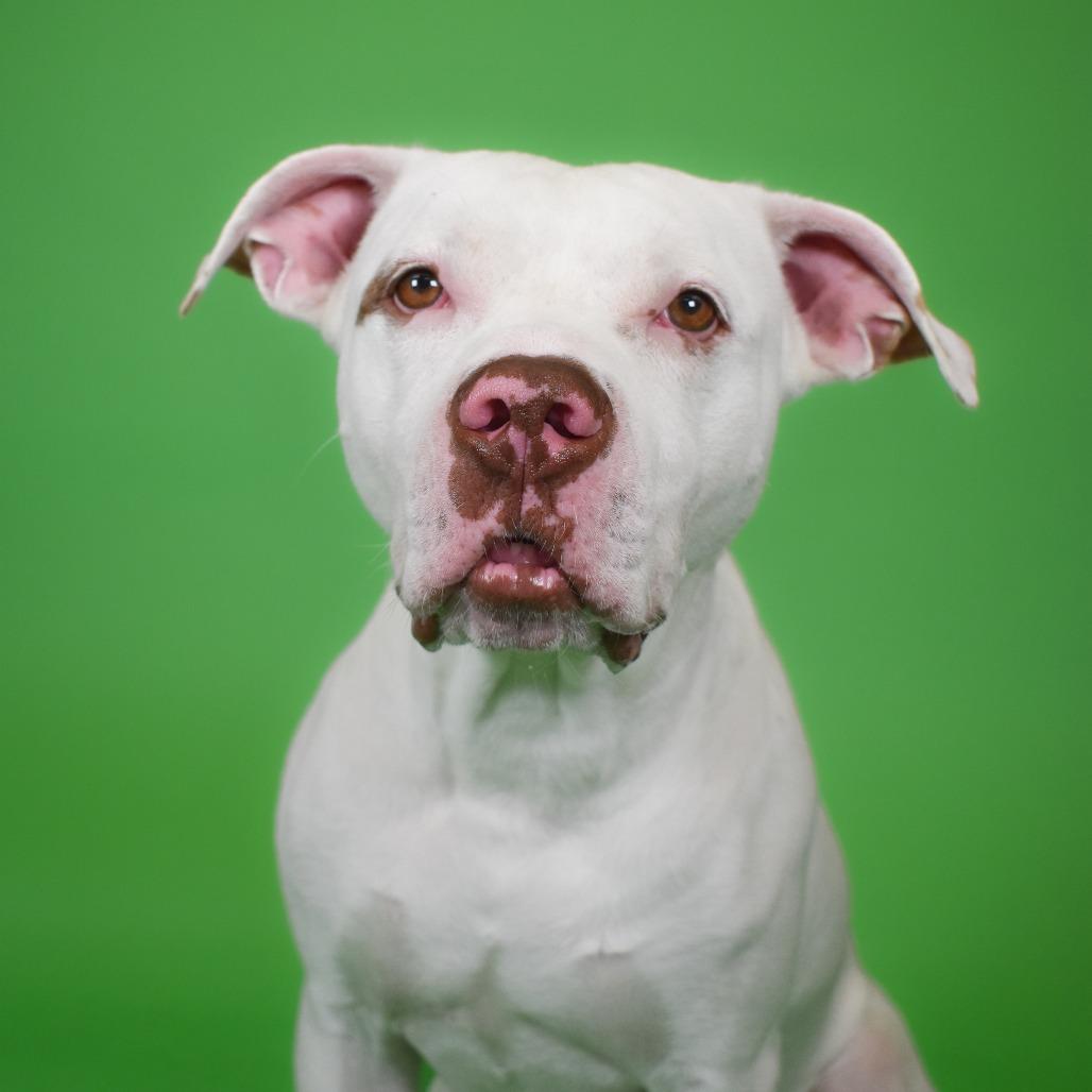 Enlarge Johan, a Adoptable Mixed Breed in West Palm Beach, FL image 2/6