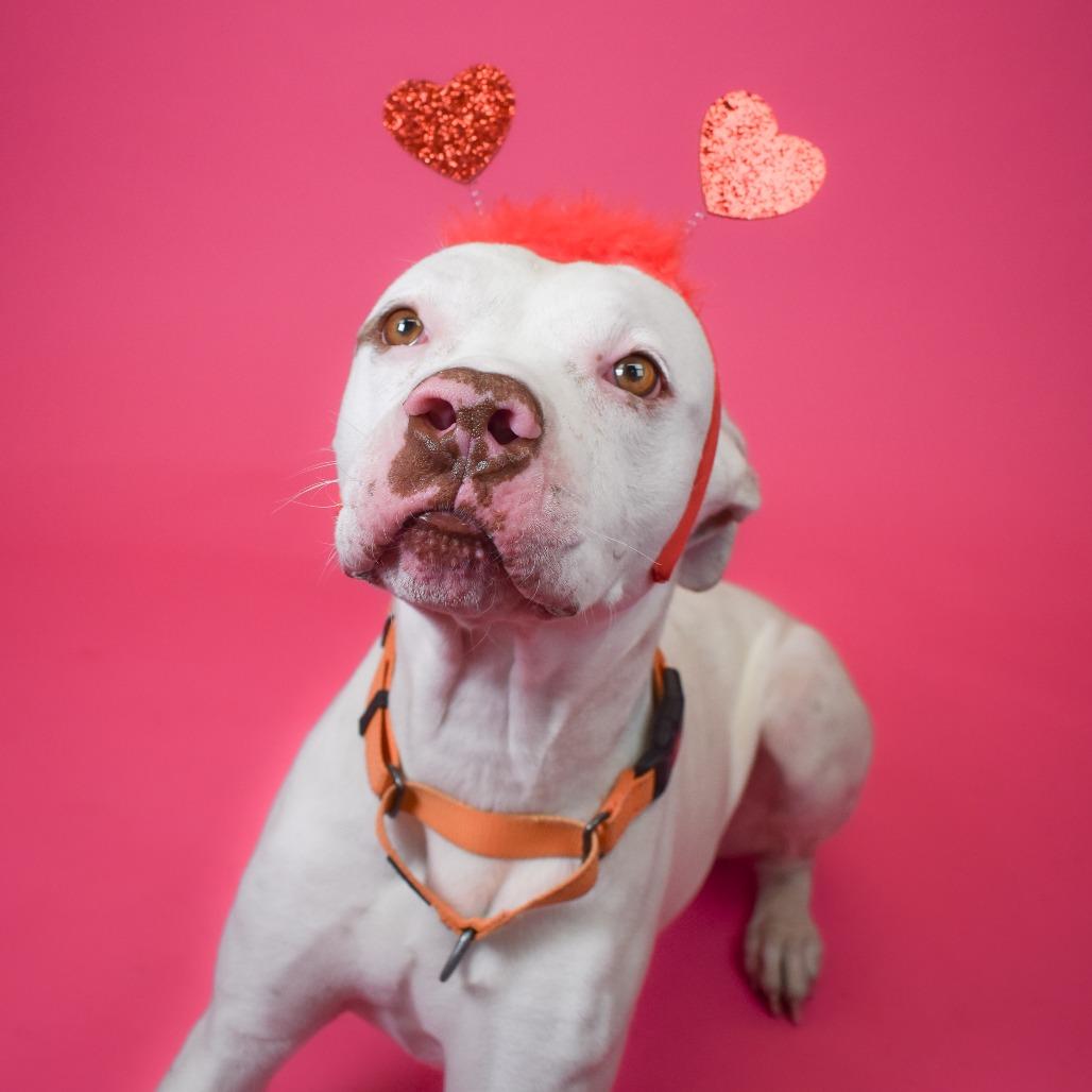 Enlarge Johan, a Adoptable Mixed Breed in West Palm Beach, FL image 2/6