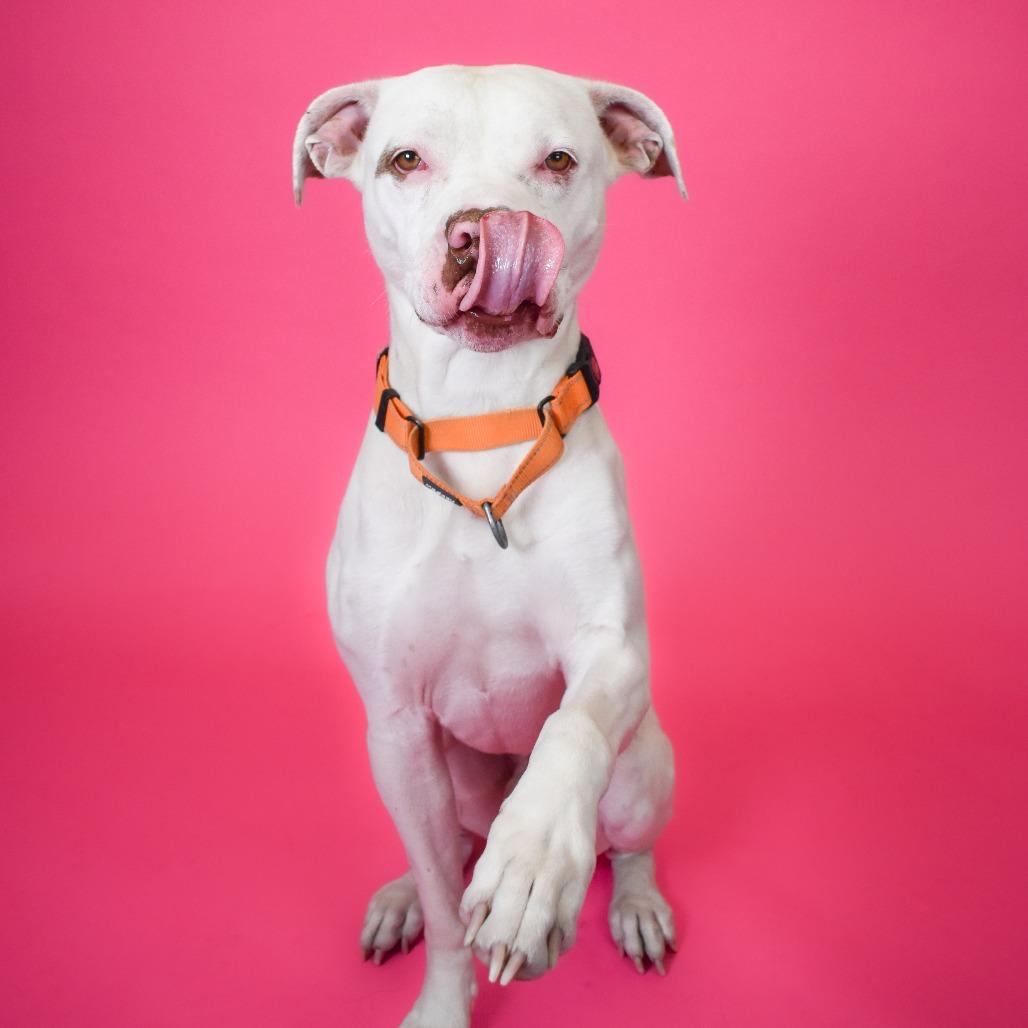Enlarge Johan, a Adoptable Mixed Breed in West Palm Beach, FL image 3/6