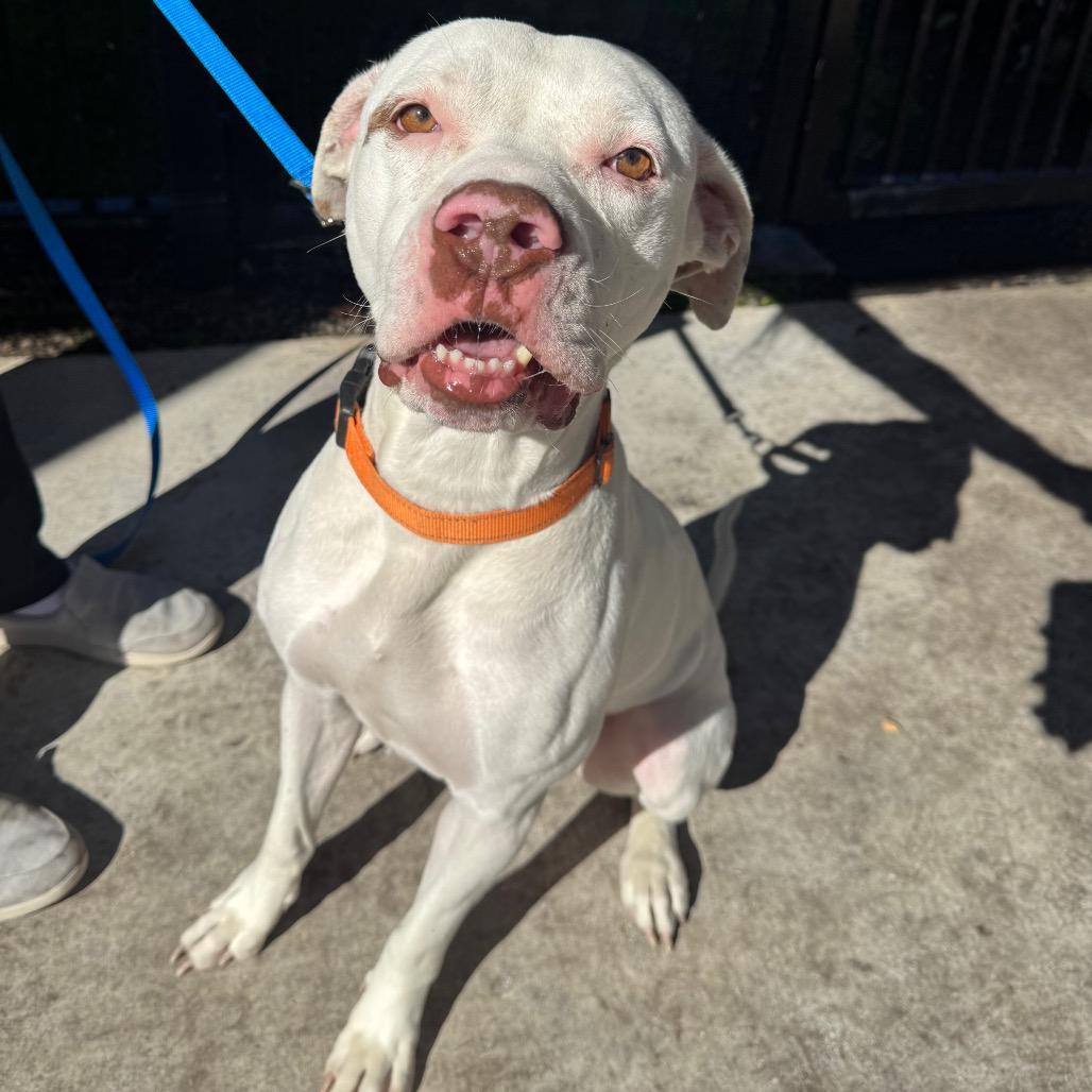 Enlarge Johan, a Adoptable Mixed Breed in West Palm Beach, FL image 4/6