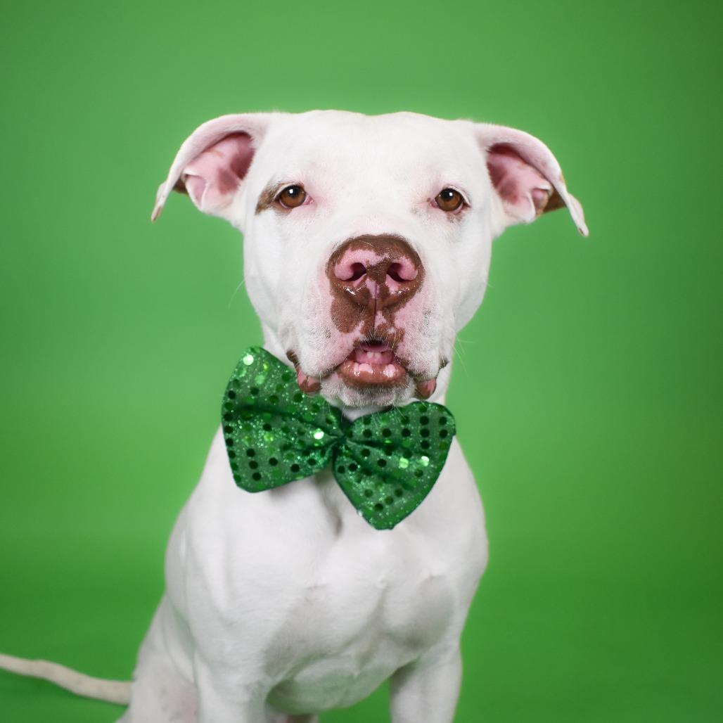 Enlarge Johan, a Adoptable Mixed Breed in West Palm Beach, FL image 5/6