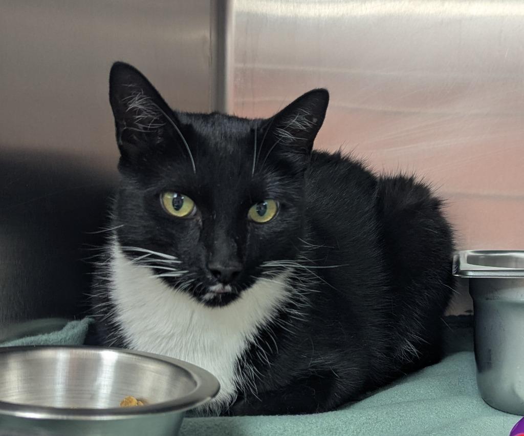 Flynn, Adoptable, Adult Male Domestic Short Hair.
