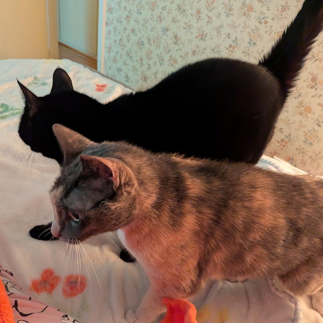 Bunny, Adoptable, Senior Female Domestic Short Hair.