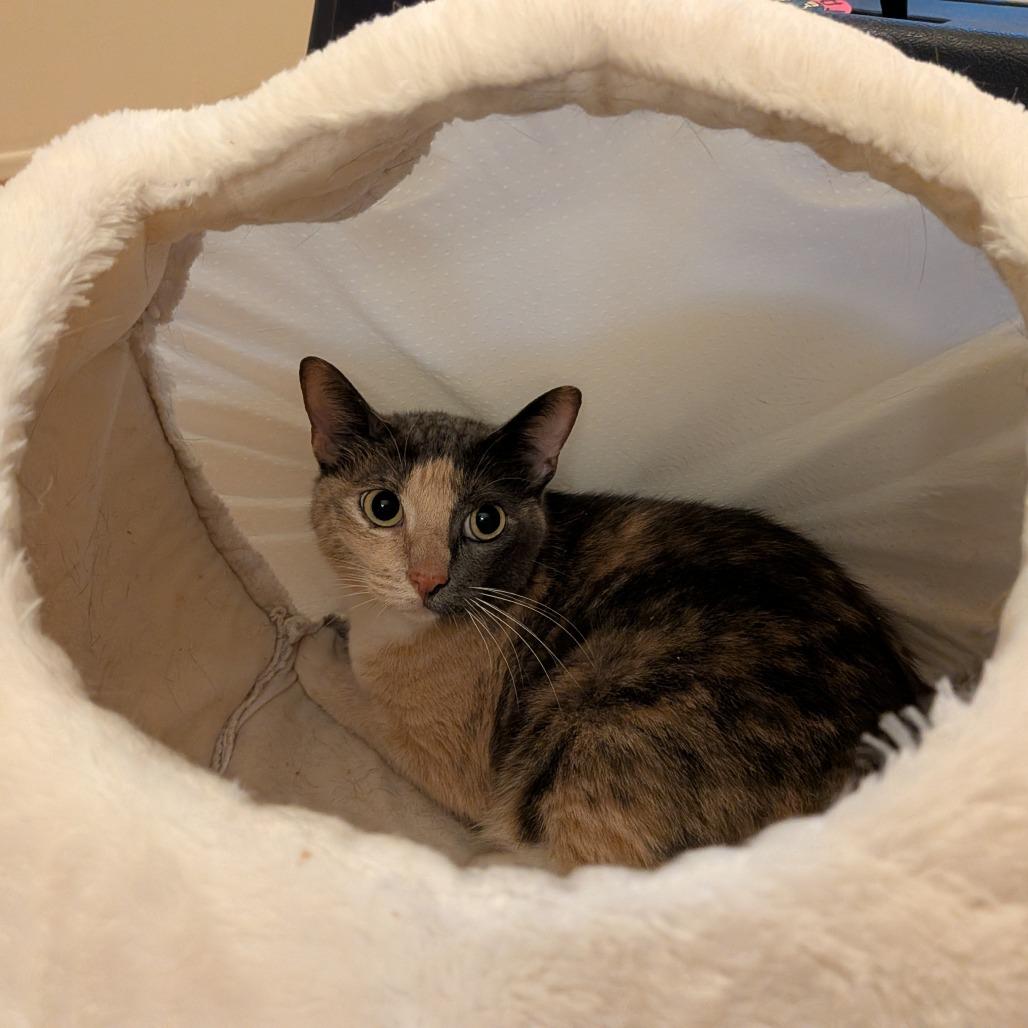 Enlarge Bunny, a Adoptable Domestic Short Hair in Santa Barbara, CA image 4/5