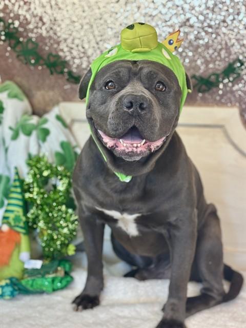 CLIFF, Adoptable, Senior Male Pit Bull Terrier & Shar-Pei.