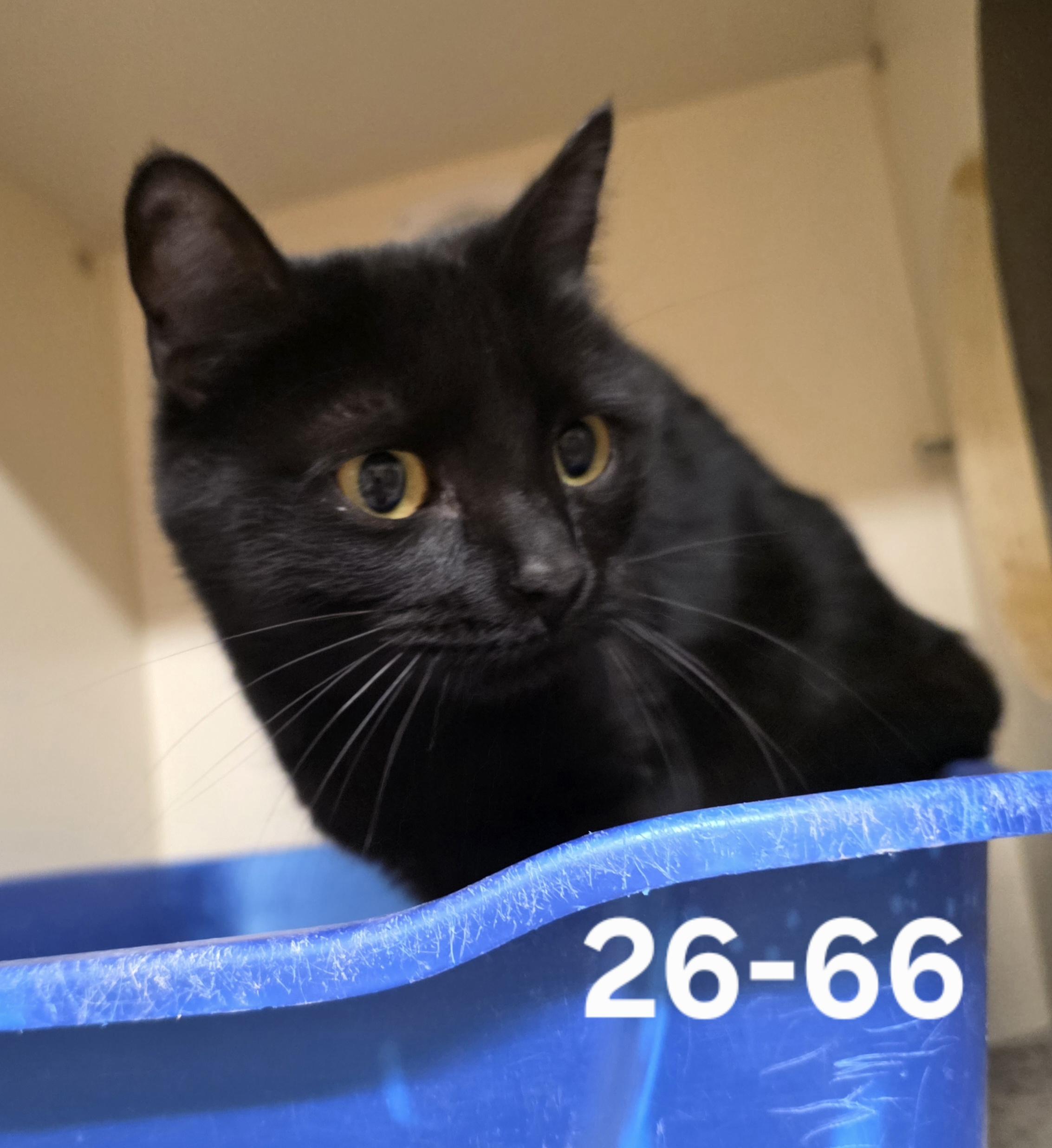 26-66, adopted, Young Female Domestic Short Hair.