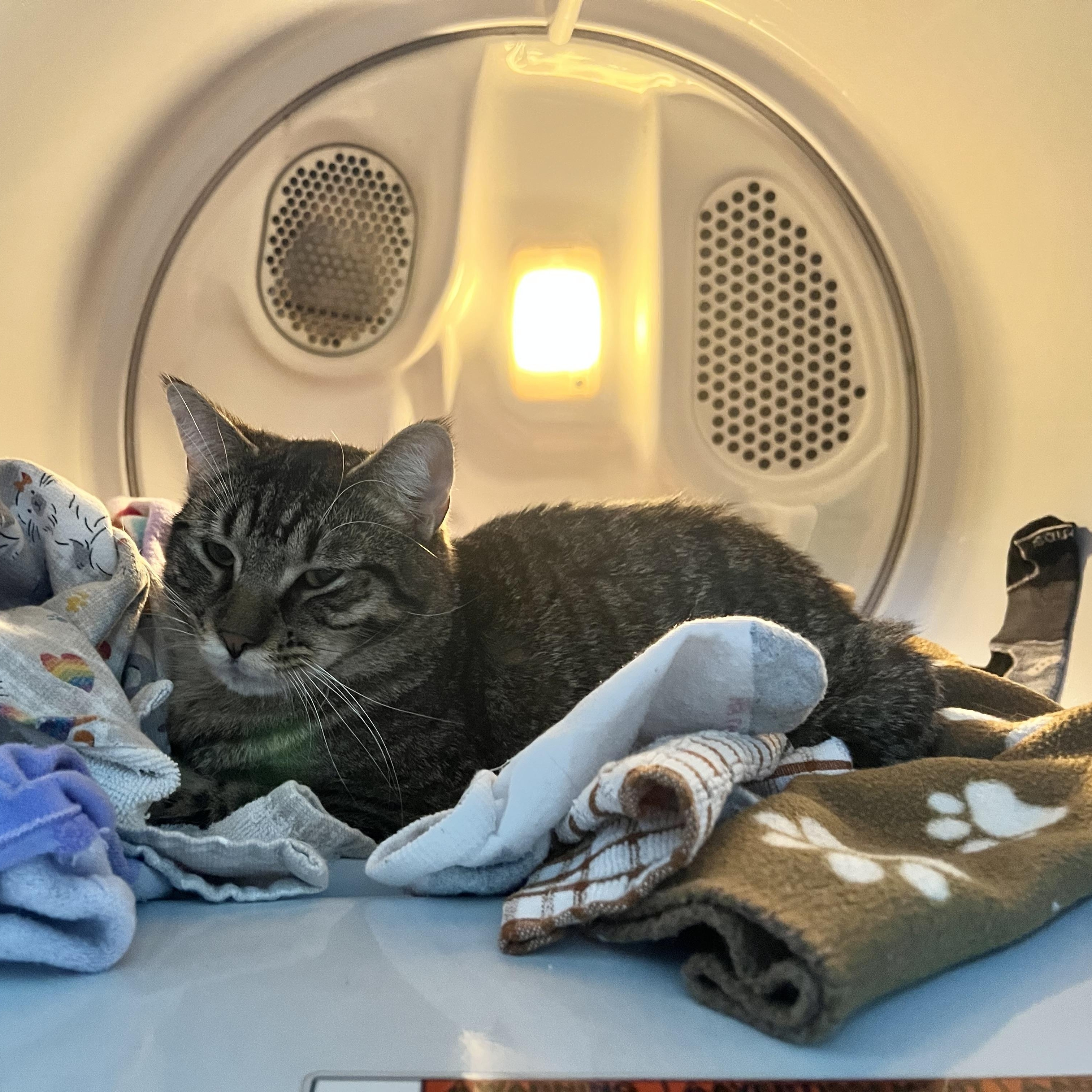 Enlarge Harry, an adopted Tabby in east rochester, NY image 1/2