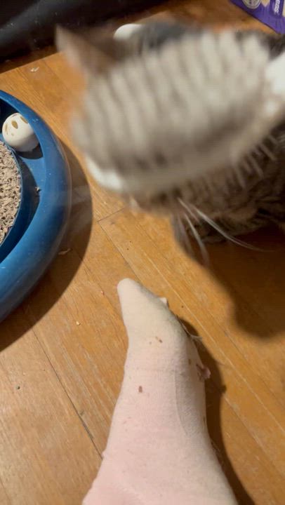 Enlarge Harry, an adopted Tabby in east rochester, NY video 2/2