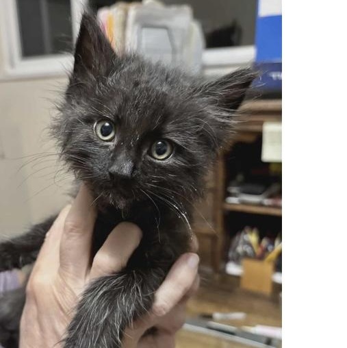 Jupiter, adoptable, Kitten Male Domestic Medium Hair.