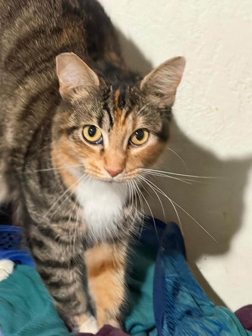 Daisy, a ADOPTABLE mixed breed in Oakland, CA image 1/2