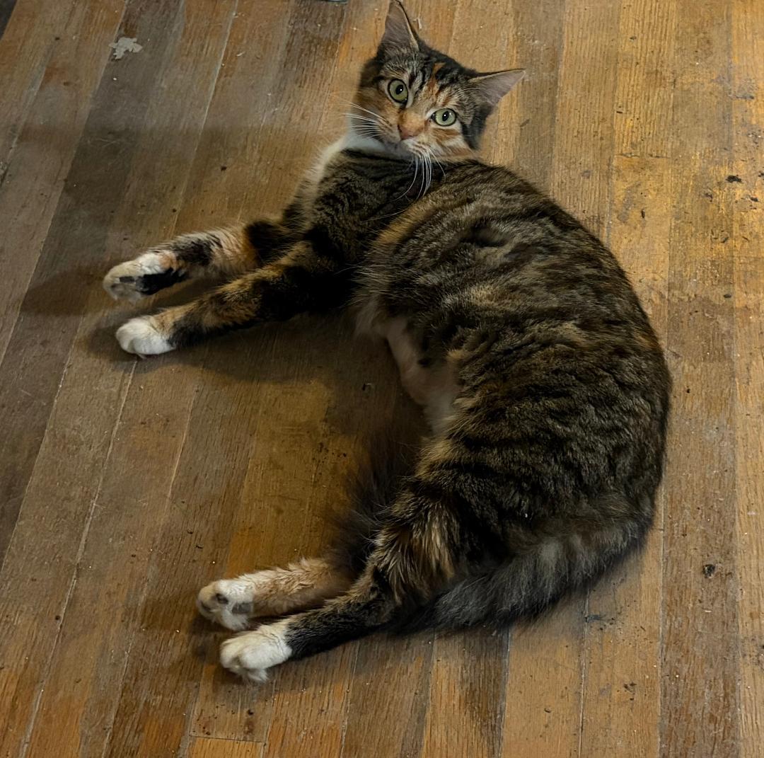 Daisy, a ADOPTABLE mixed breed in Oakland, CA image 2/2