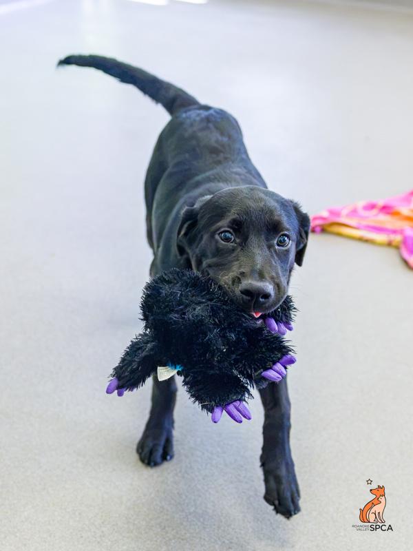 Sable, Adoptable, Puppy Female Labrador Retriever.