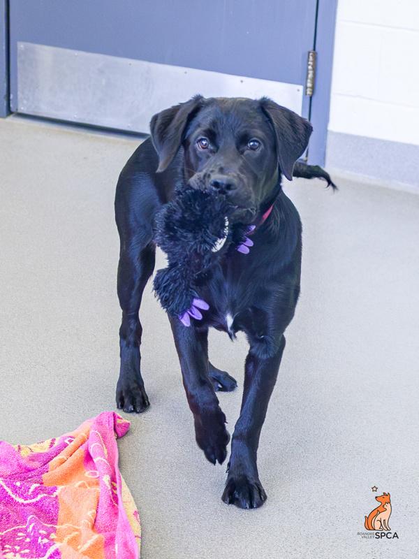 Sable, a Adoptable mixed breed in Roanoke, VA image 2/6