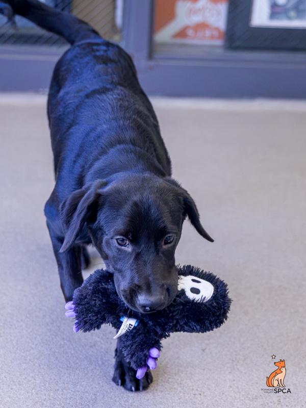 Sable, a Adoptable mixed breed in Roanoke, VA image 3/6