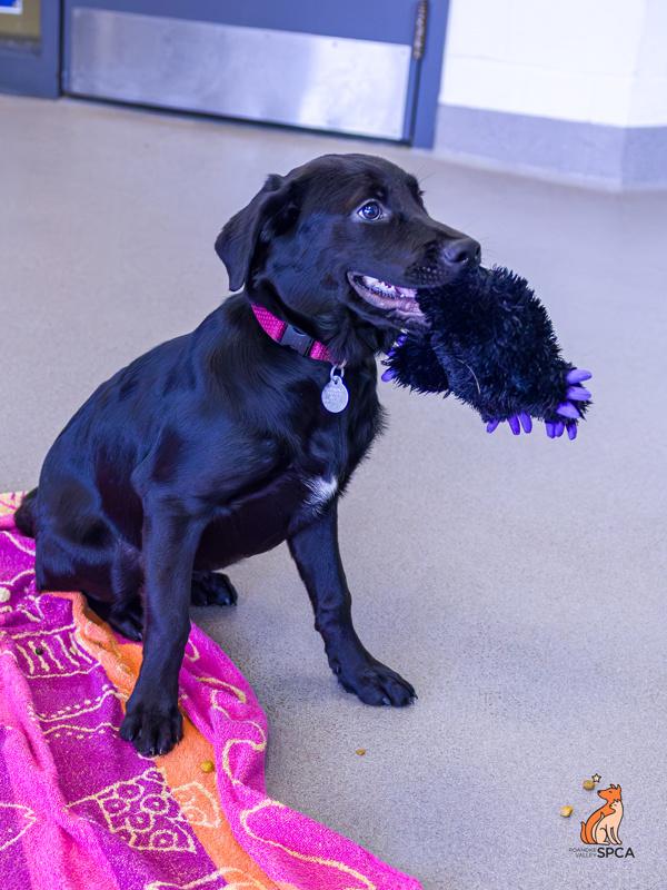 Sable, a Adoptable mixed breed in Roanoke, VA image 4/6