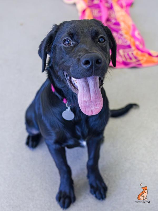 Sable, a Adoptable mixed breed in Roanoke, VA image 5/6