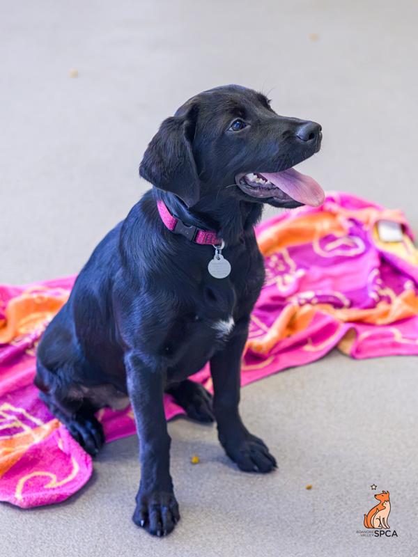 Sable, a Adoptable mixed breed in Roanoke, VA image 6/6