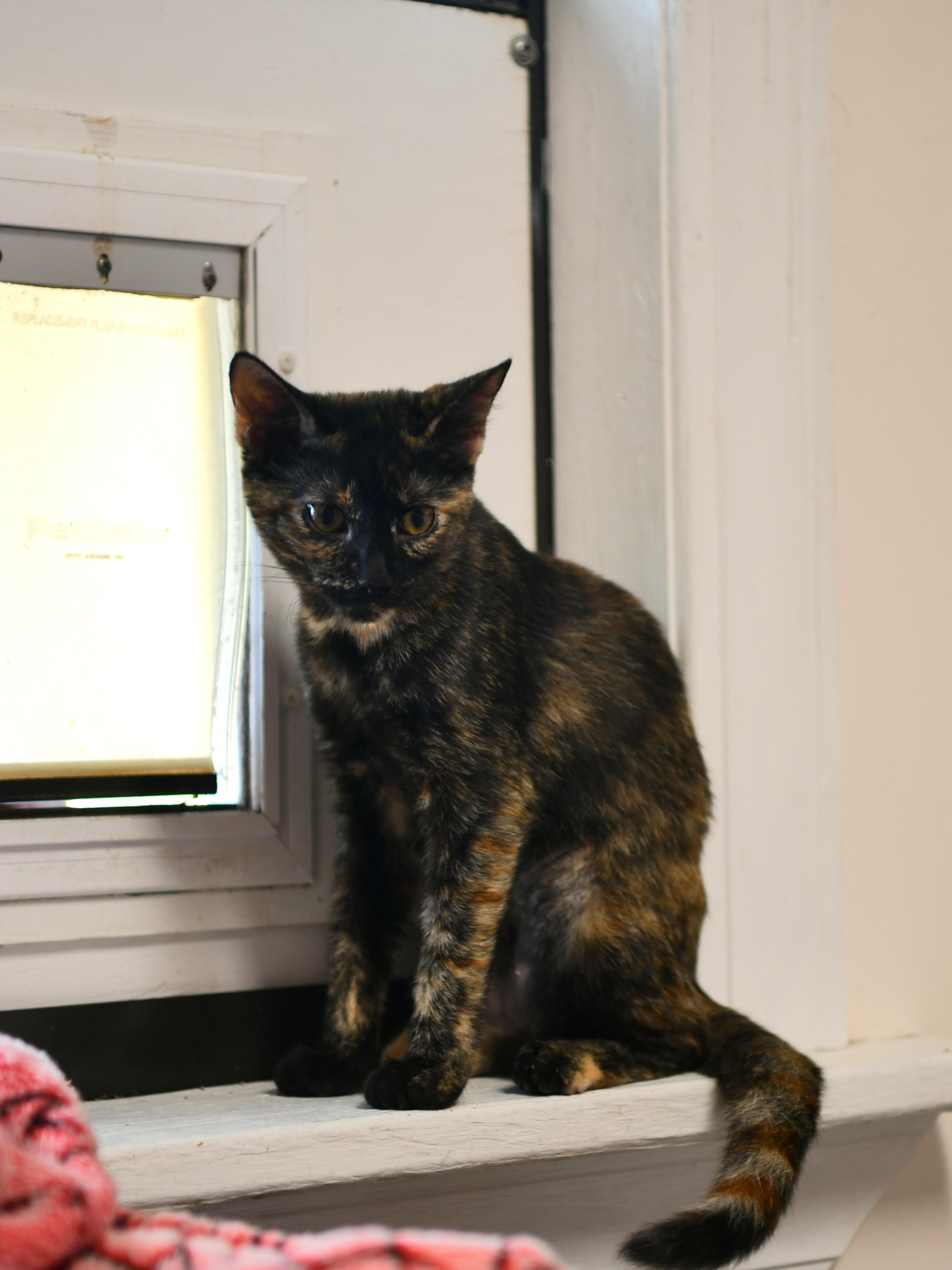 Porcupine, Adopted, Kitten Female Domestic Short Hair.
