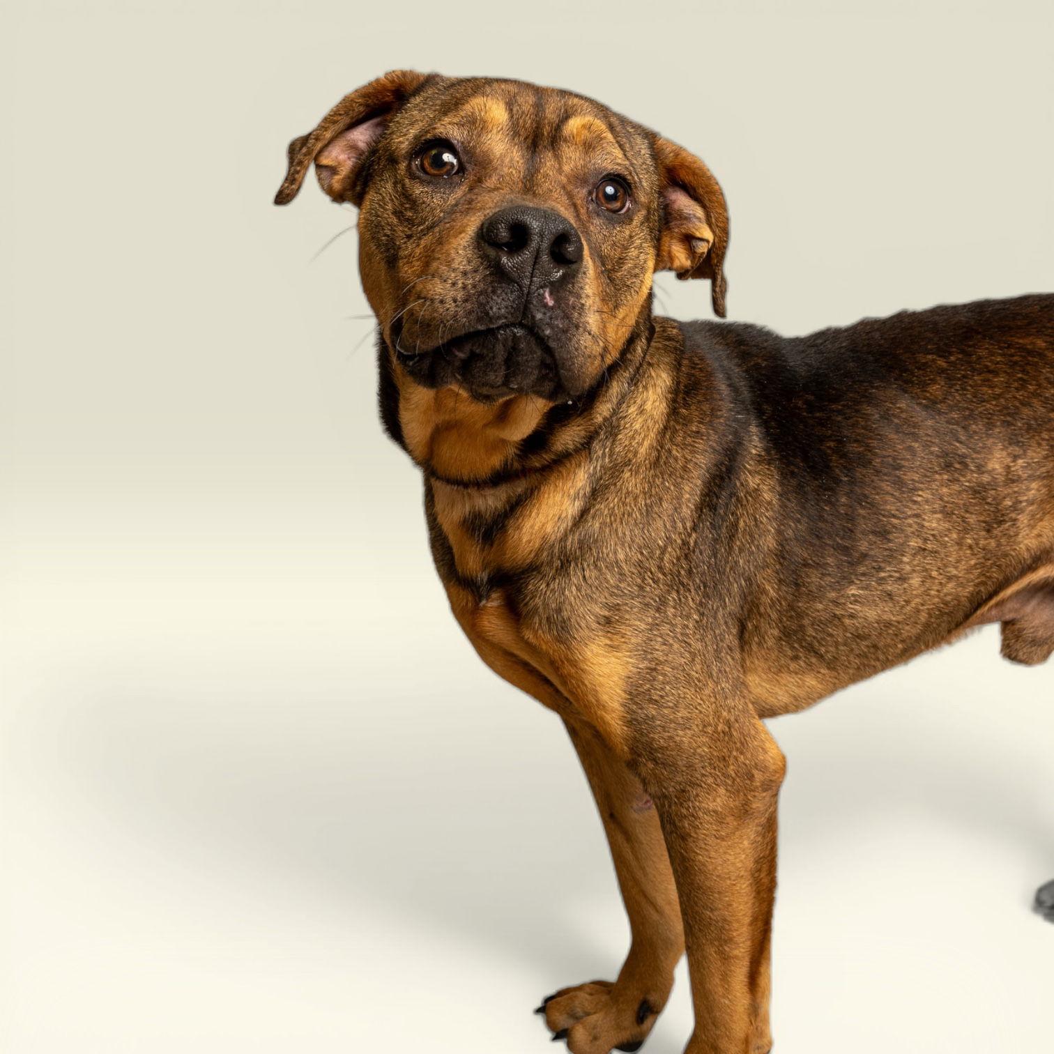 Murphy, Adoptable, Young Male Rottweiler.