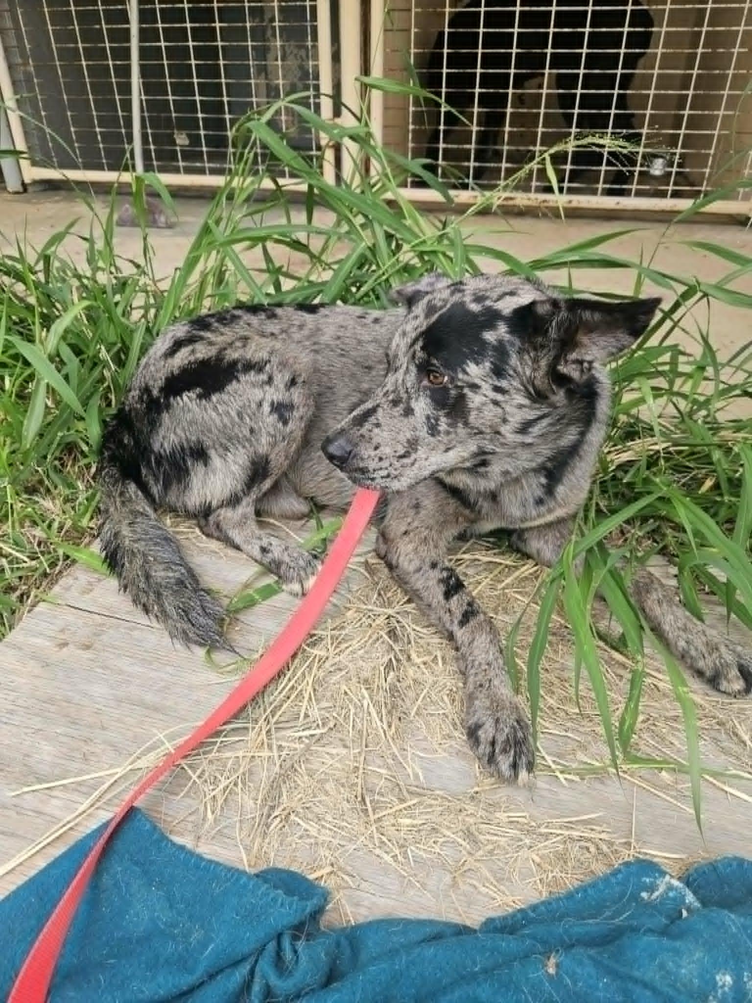 Whiskey, adopted, Young Male Catahoula Leopard Dog.